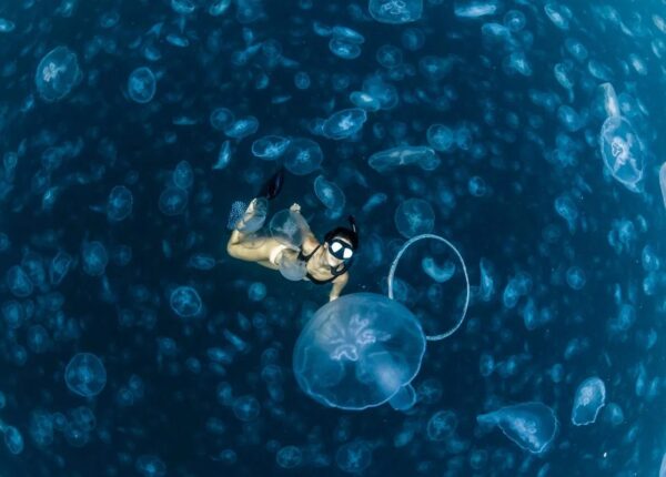 Прогулки под водой — бесстрашные фридайверы в окружении тысяч медуз