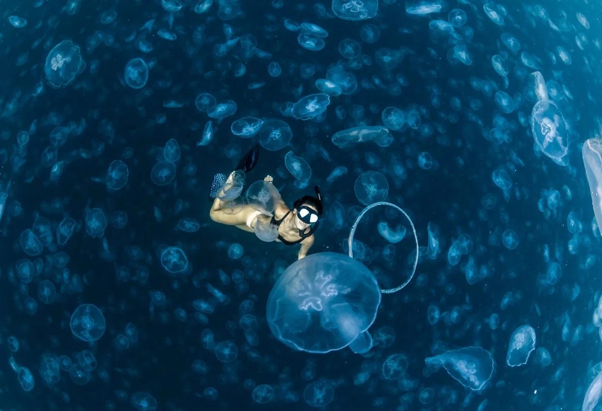 Фотография: Прогулки под водой: бесстрашные фридайверы в окружении тысяч медуз №2 - BigPicture.ru