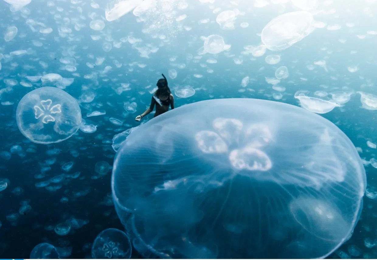 Фотография: Прогулки под водой: бесстрашные фридайверы в окружении тысяч медуз №3 - BigPicture.ru
