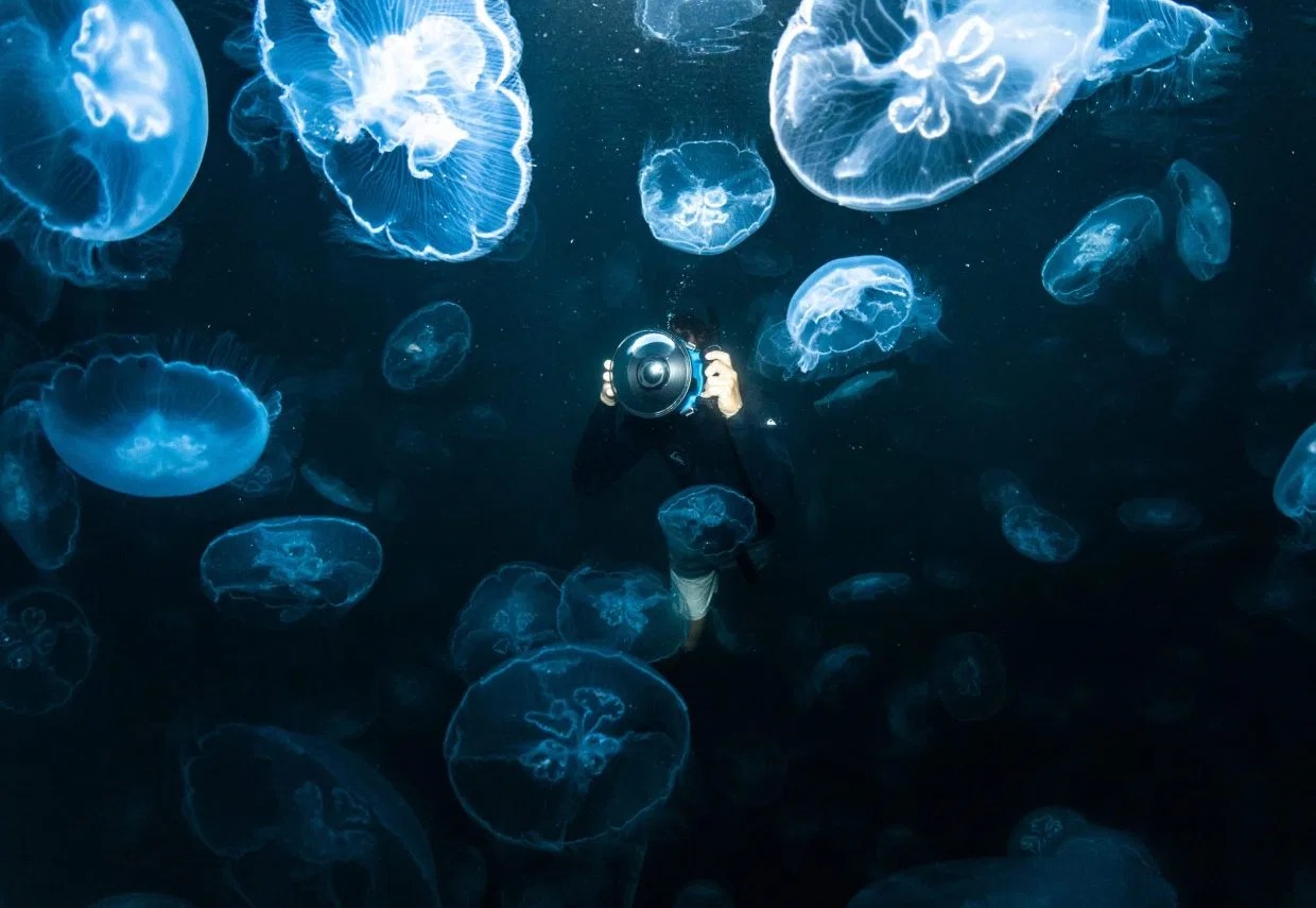 Фотография: Прогулки под водой: бесстрашные фридайверы в окружении тысяч медуз №5 - BigPicture.ru
