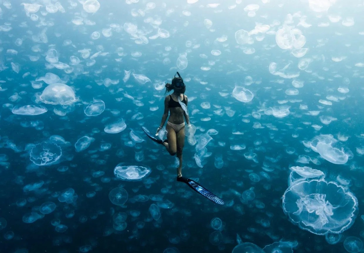 Фотография: Прогулки под водой: бесстрашные фридайверы в окружении тысяч медуз №6 - BigPicture.ru