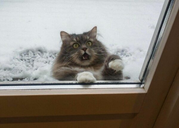 Это эпично! Кот в окне стал героем битвы фотошоперов