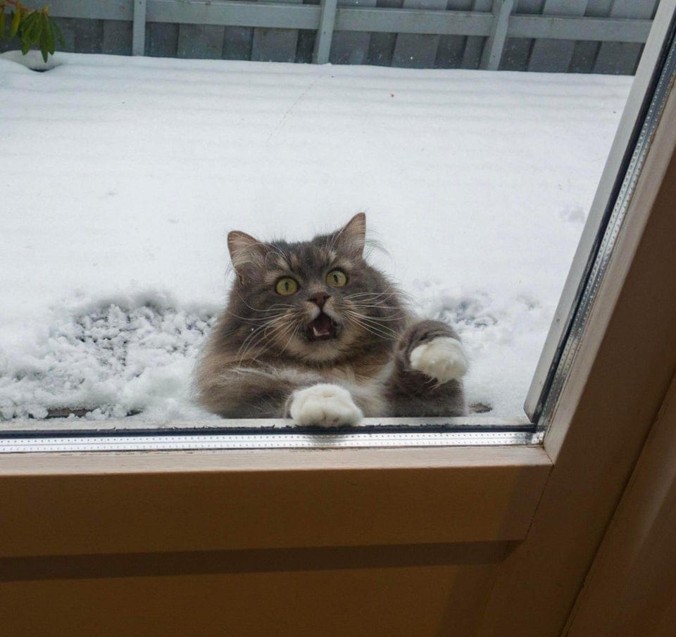 Фотография: Это эпично! Кот в окне стал героем битвы фотошоперов №2 - BigPicture.ru