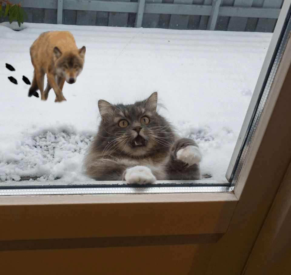 Фотография: Это эпично! Кот в окне стал героем битвы фотошоперов №3 - BigPicture.ru