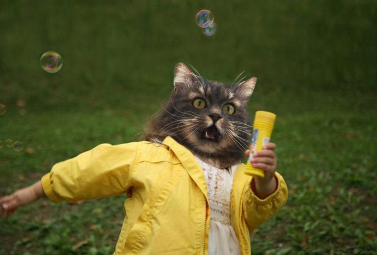 Фотография: Это эпично! Кот в окне стал героем битвы фотошоперов №5 - BigPicture.ru