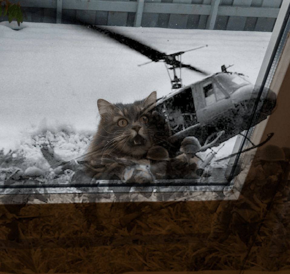 Фотография: Это эпично! Кот в окне стал героем битвы фотошоперов №7 - BigPicture.ru