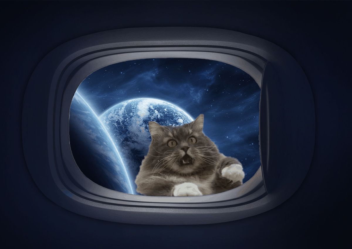 Фотография: Это эпично! Кот в окне стал героем битвы фотошоперов №15 - BigPicture.ru
