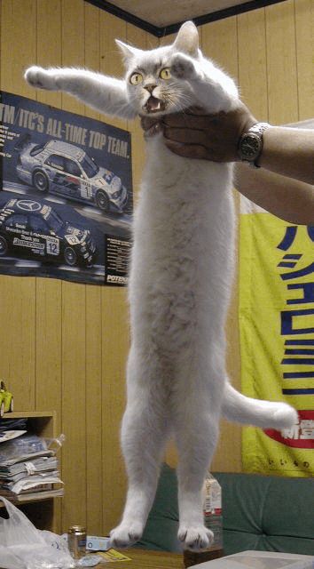 Фотография: Это эпично! Кот в окне стал героем битвы фотошоперов №18 - BigPicture.ru