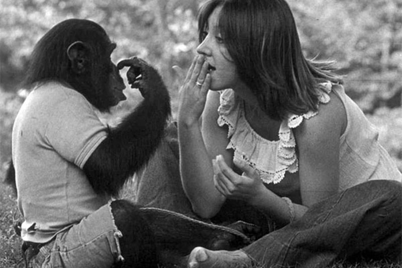Фотография: Чем закончились попытки ученых научить приматов разговаривать №8 - BigPicture.ru