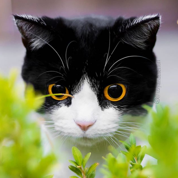 Фотография: Эти глаза напротив: кот Иззи, от взгляда которого невозможно оторваться №3 - BigPicture.ru