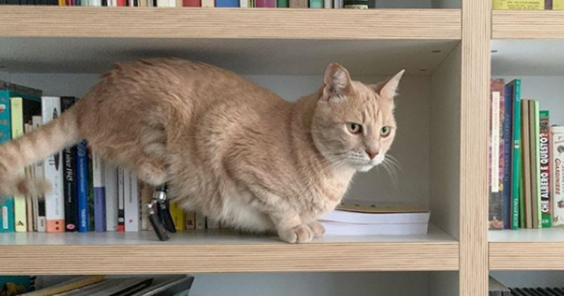 Фотография: Новая звезда Инстаграма — кот-киборг Вито, которому очень повезло №1 - BigPicture.ru