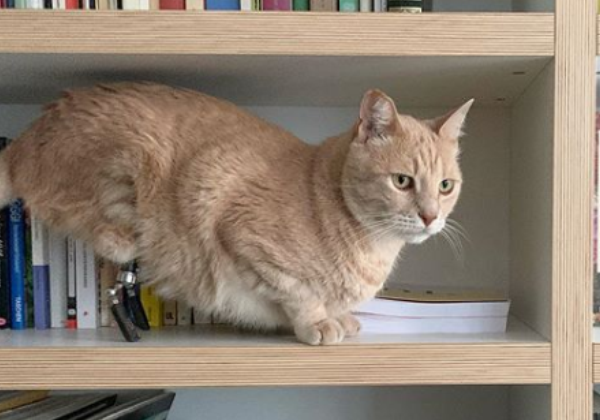 Новая звезда Инстаграма — кот-киборг Вито, которому очень повезло