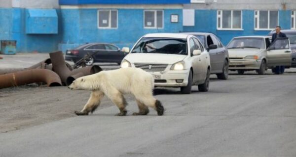 25 забавных фотографий, сделанных где-то в России