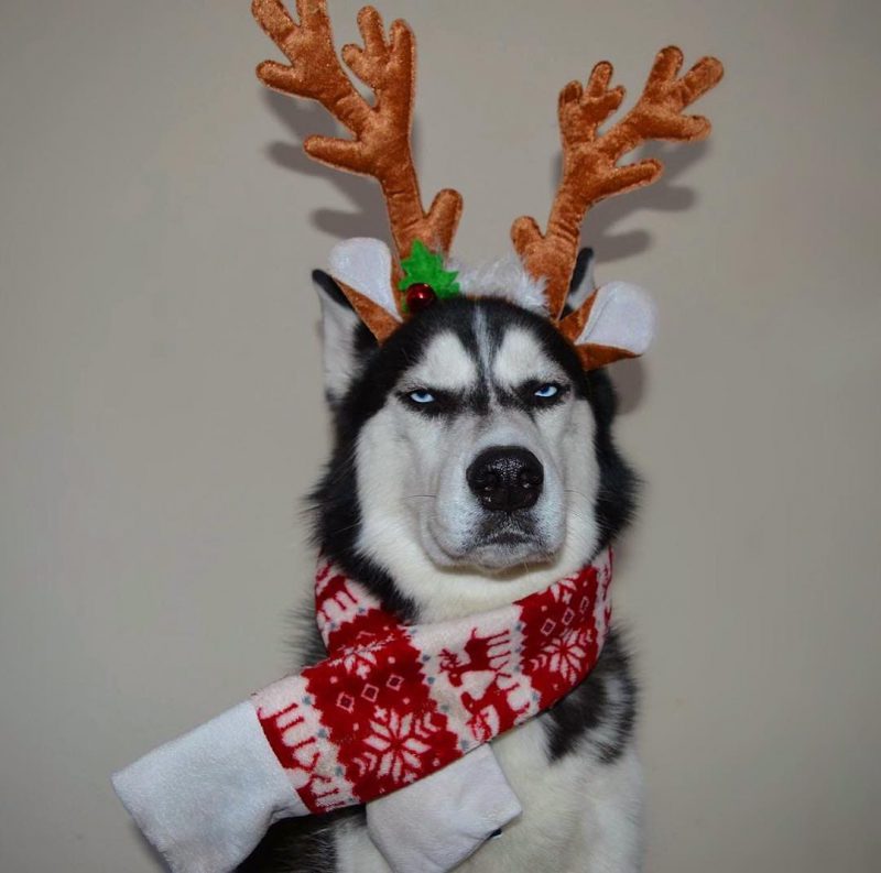 Фотография: 20 животных, которые ненавидят Новый год и все, что с ним связано №2 - BigPicture.ru