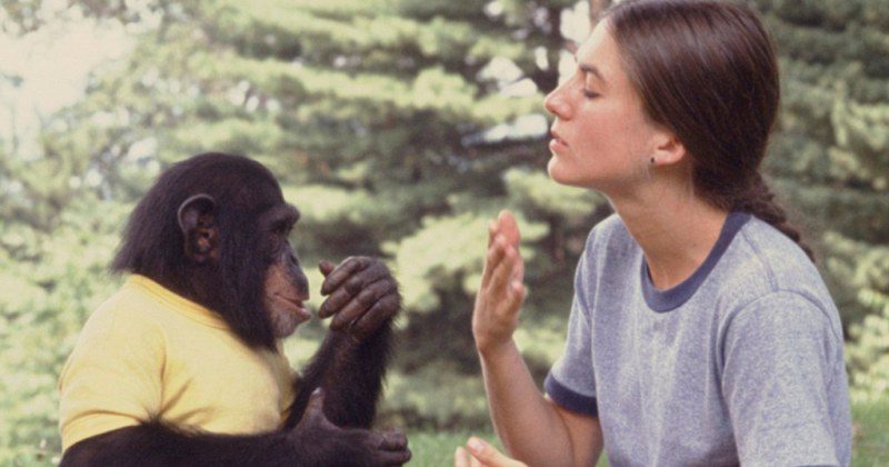 Фотография: Чем закончились попытки ученых научить приматов разговаривать №2 - BigPicture.ru