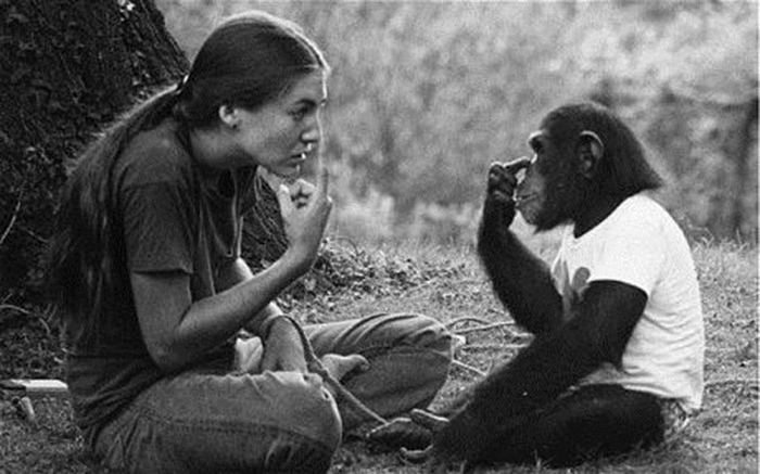 Фотография: Чем закончились попытки ученых научить приматов разговаривать №9 - BigPicture.ru