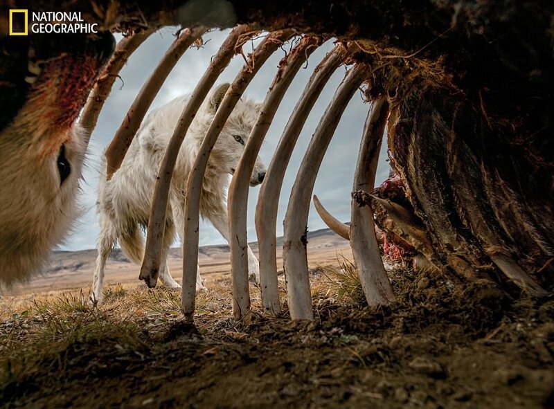 Фотография: Танцующие мыши, пирующие волки и тигры на релаксе: лучшие фото 2019 года по версии National Geographic №4 - BigPicture.ru