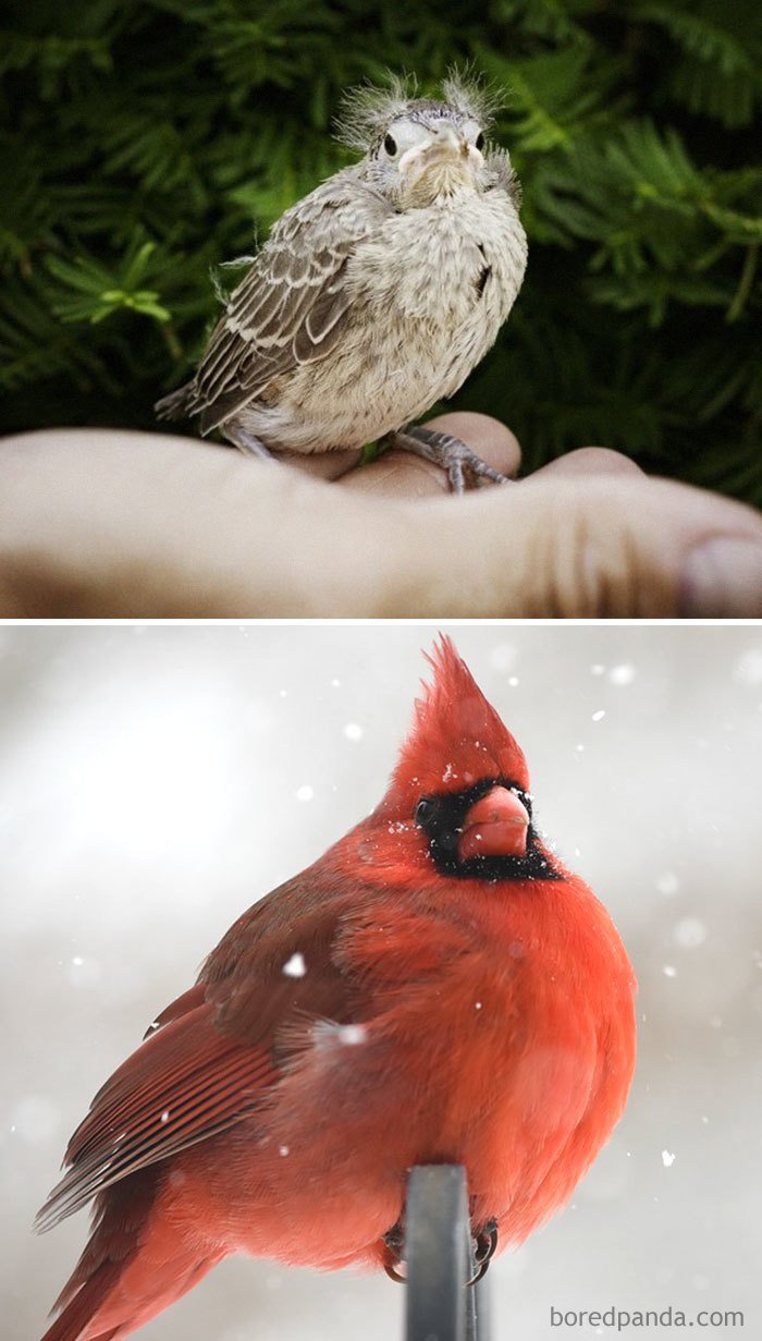 Фотография: Гадкий утенок и его 40 друзей: как выглядят птенцы известных (и не очень) птиц №42 - BigPicture.ru