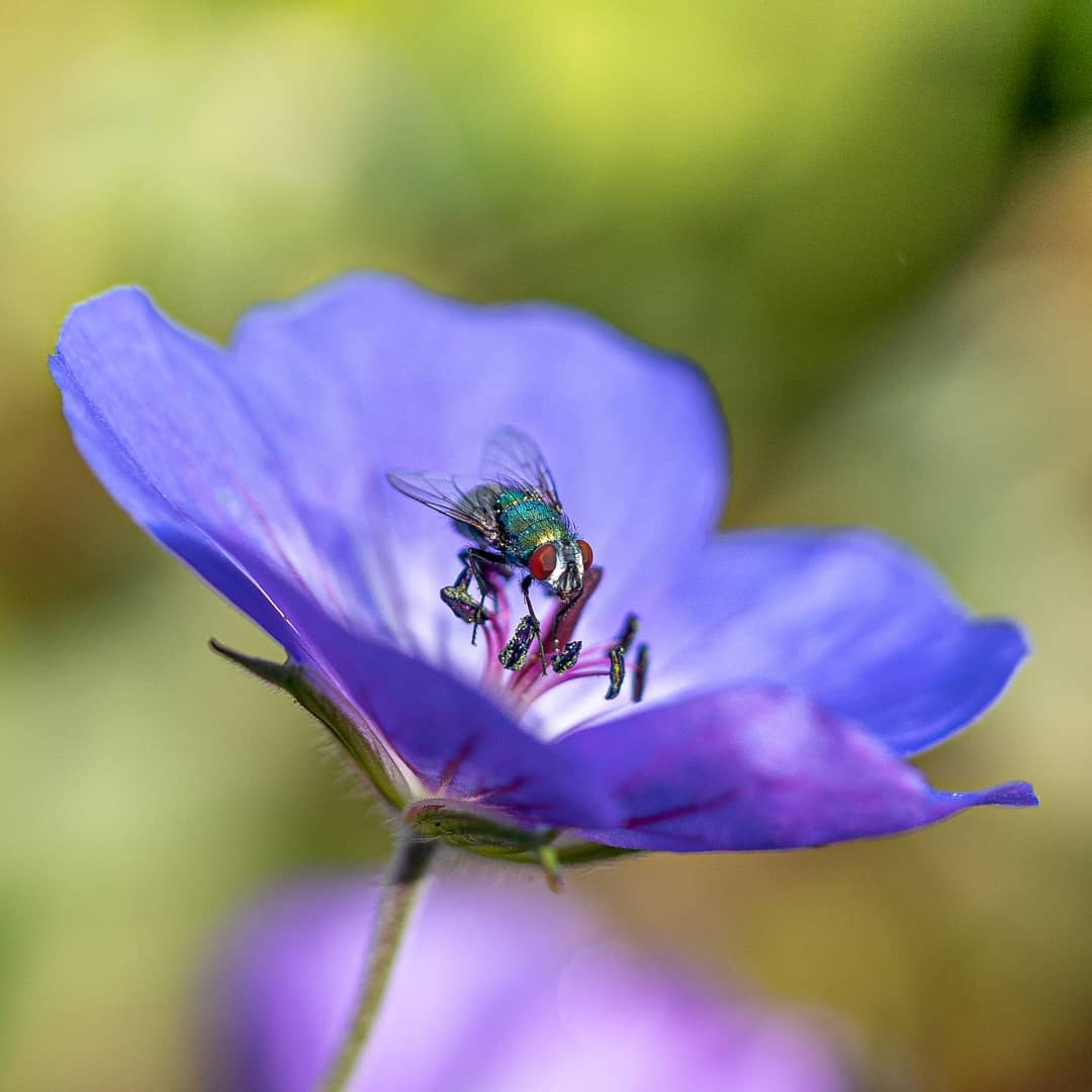 Фотография: Волшебство макрофотографии: прекрасные  цветы и насекомые в объективе Кайла ван Бавела №3 - BigPicture.ru