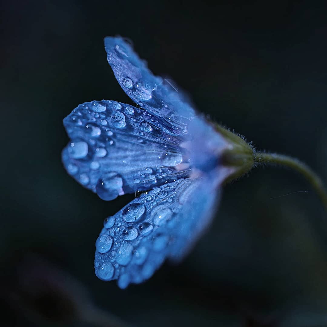Фотография: Волшебство макрофотографии: прекрасные цветы и насекомые в объективе Кайла ван Бавела №7 - BigPicture.ru