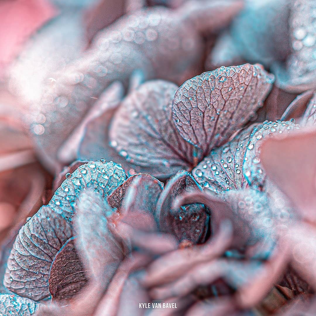 Фотография: Волшебство макрофотографии: прекрасные  цветы и насекомые в объективе Кайла ван Бавела №26 - BigPicture.ru