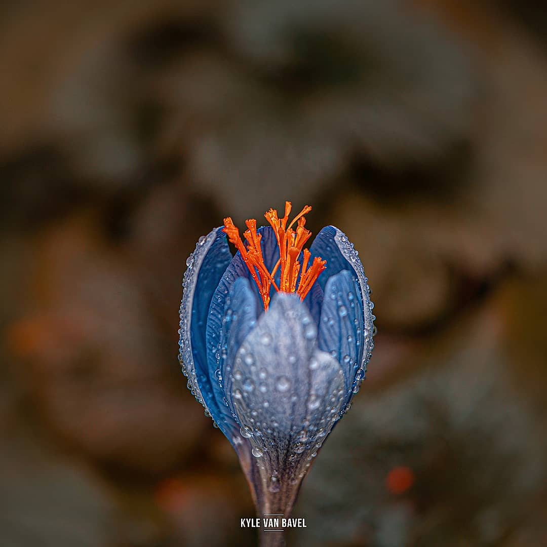 Фотография: Волшебство макрофотографии: прекрасные цветы и насекомые в объективе Кайла ван Бавела №10 - BigPicture.ru