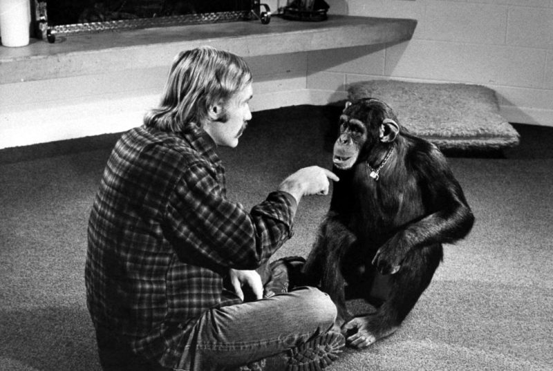 Фотография: Чем закончились попытки ученых научить приматов разговаривать №7 - BigPicture.ru