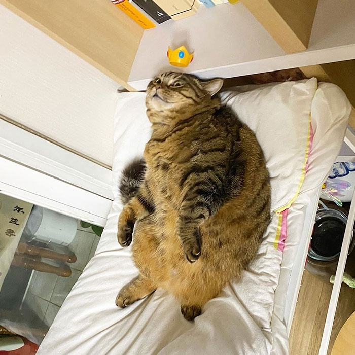 Фотография: Встречайте Манго — самую харизматичную кошку Сети! №23 - BigPicture.ru