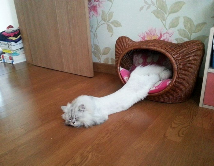 Фотография: 33 котика, которые заснули в самых удивительных и необычных позах №25 - BigPicture.ru