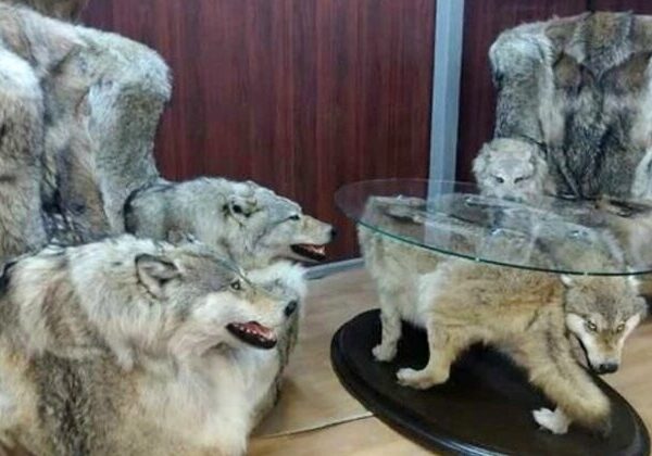 «Волчья» мебель из Дагестана вызвала в сети оживленные дебаты