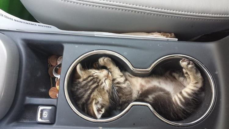 Фотография: 33 котика, которые заснули в самых удивительных и необычных позах №26 - BigPicture.ru