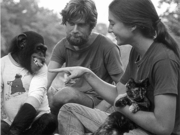 Фотография: Чем закончились попытки ученых научить приматов разговаривать №5 - BigPicture.ru