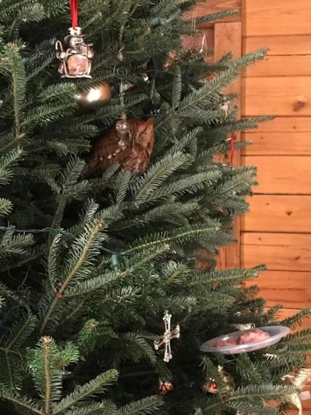 Фотография: Американская семья купила себе елку на Рождество с маленьким сюрпризом №4 - BigPicture.ru