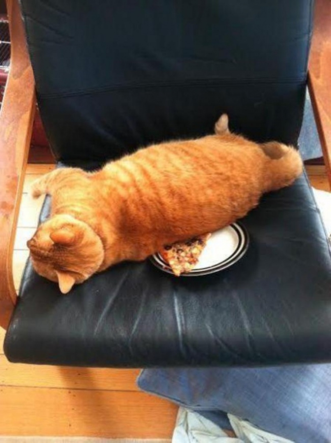 Жирный кот с едой