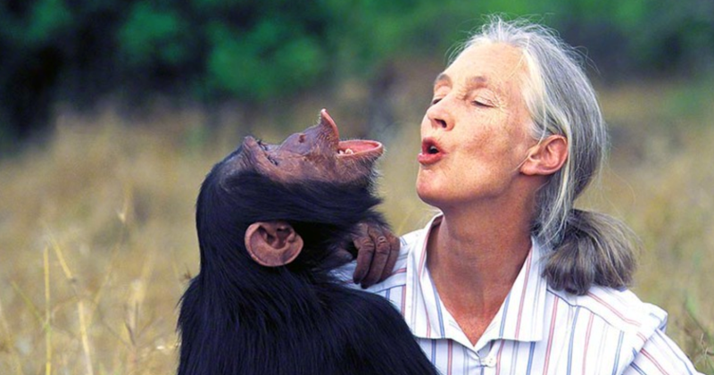 Фотография: Чем закончились попытки ученых научить приматов разговаривать №1 - BigPicture.ru