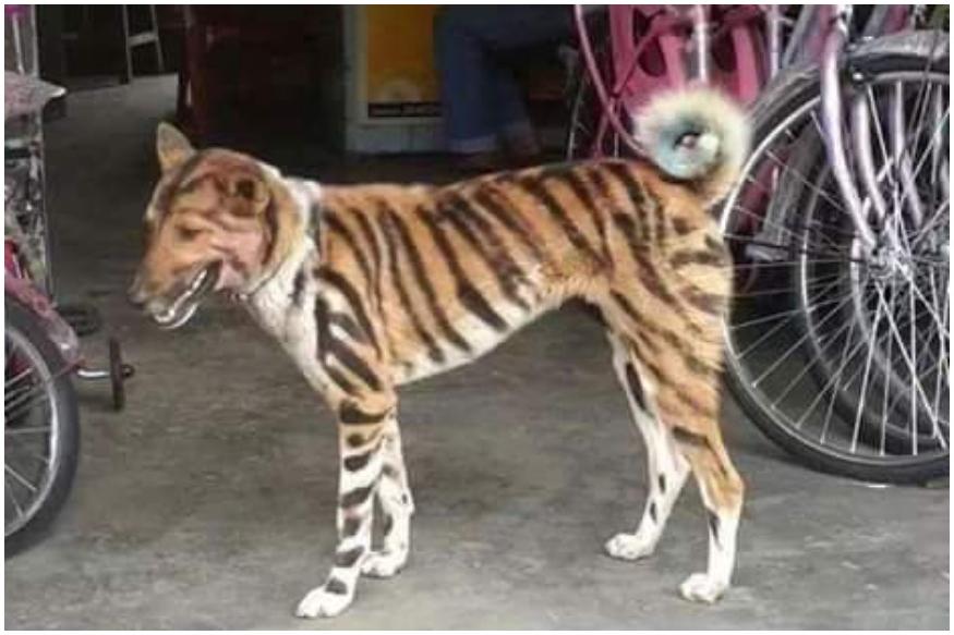 Фотография: Фермер из Индии перекрасил своего пса в тигра, чтобы отпугнуть наглых обезьян №3 - BigPicture.ru