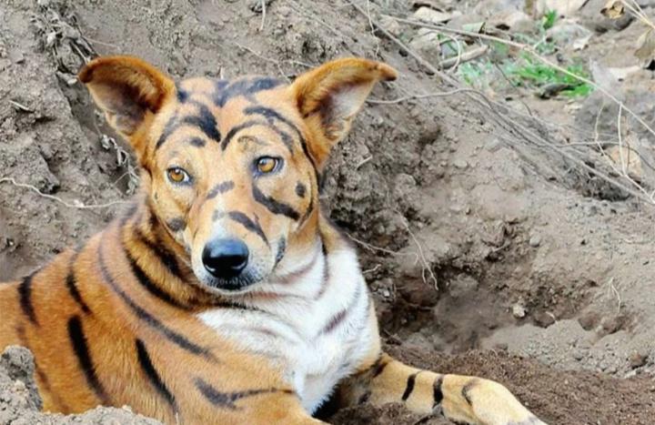 Фотография: Фермер из Индии перекрасил своего пса в тигра, чтобы отпугнуть наглых обезьян №4 - BigPicture.ru