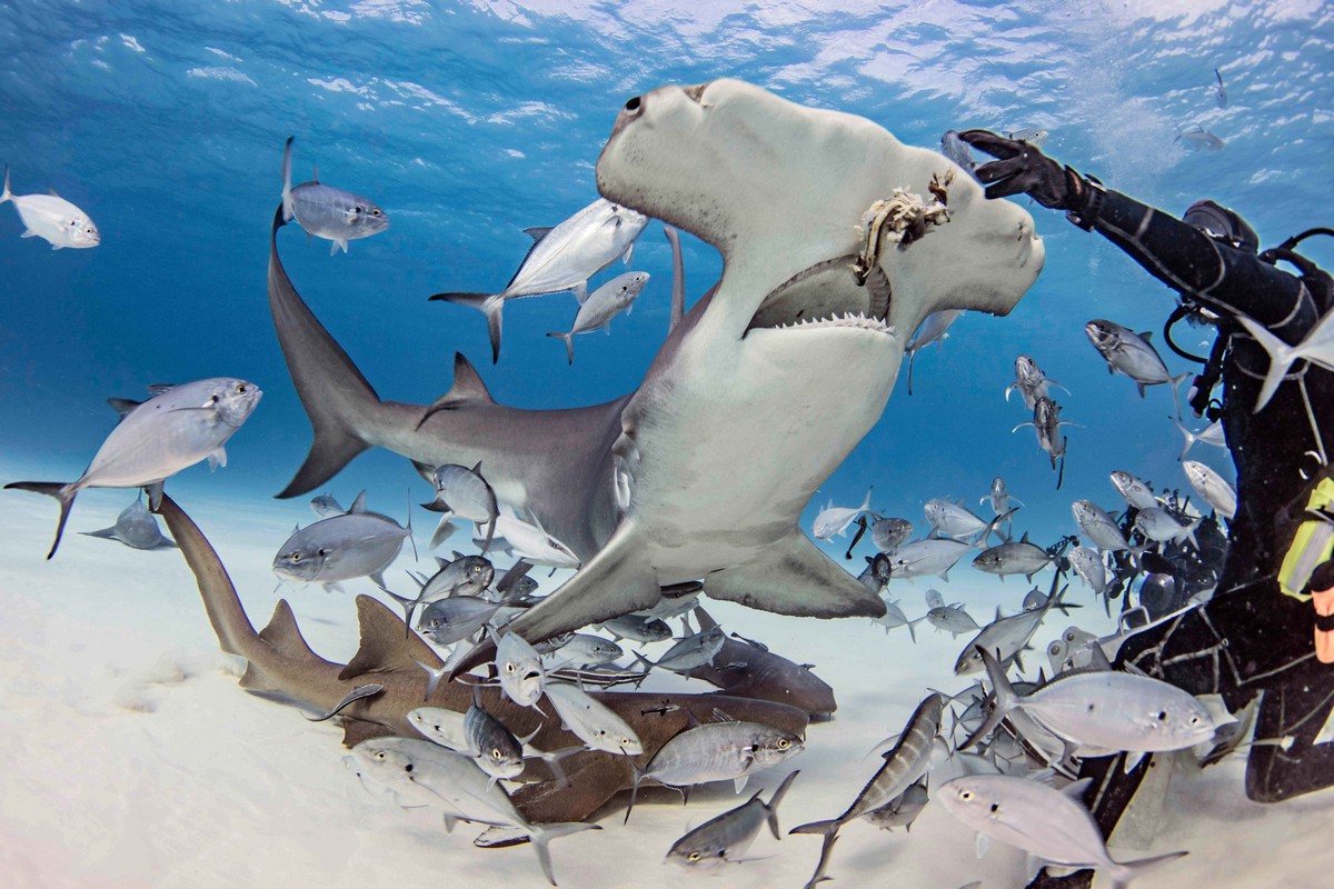 Фотография: Храбрые дайверы кормят гигантскую акулу-молот, одного из самых агрессивных морских хищников №6 - BigPicture.ru