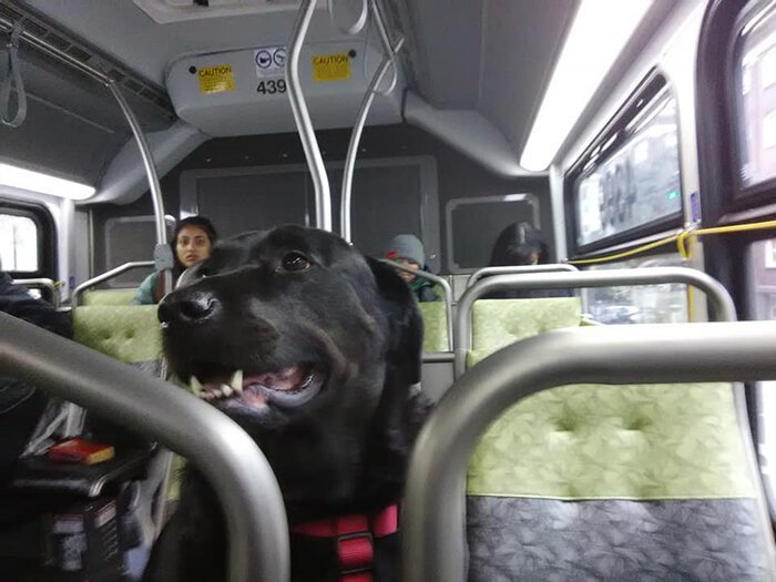 Фотография: Собака самостоятельно ездит в парк на автобусе и пользуется проездным №5 - BigPicture.ru