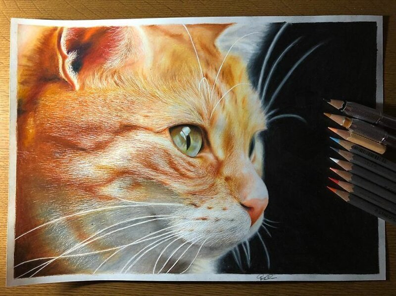 Фотография: 23 рисунка кошек в жанре гиперреализма №21 - BigPicture.ru