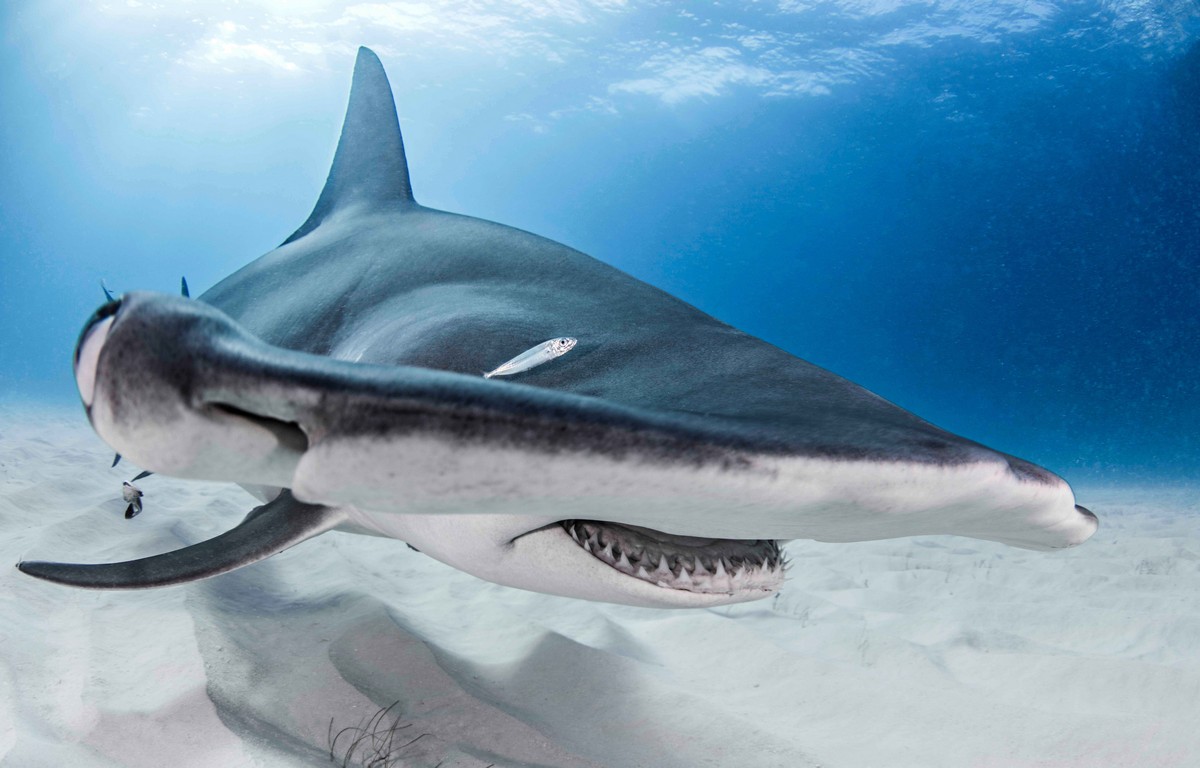 Фотография: Храбрые дайверы кормят гигантскую акулу-молот, одного из самых агрессивных морских хищников №3 - BigPicture.ru