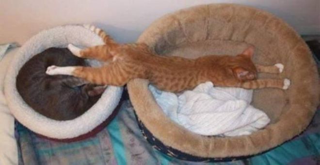 Фотография: Непостижимая кошачья логика: 30 фото, которые точно вас рассмешат №11 - BigPicture.ru