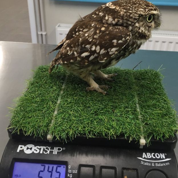 Фотография: Просто кто-то слишком много ест: В Англии нашли аномально толстую сову №2 - BigPicture.ru