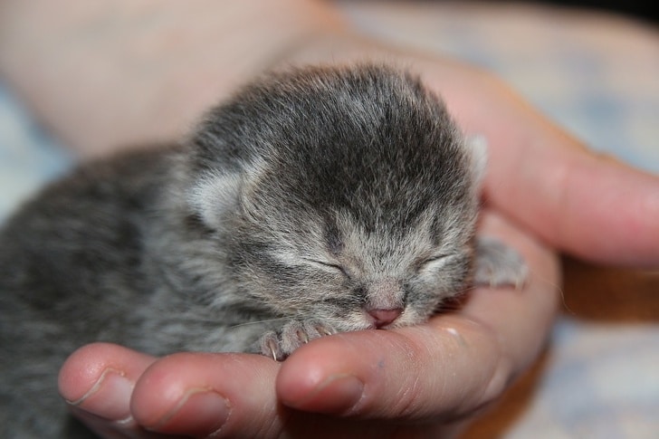 Фотография: Как мило! 10+ детенышей животных, которые не дадут вам грустить №13 - BigPicture.ru