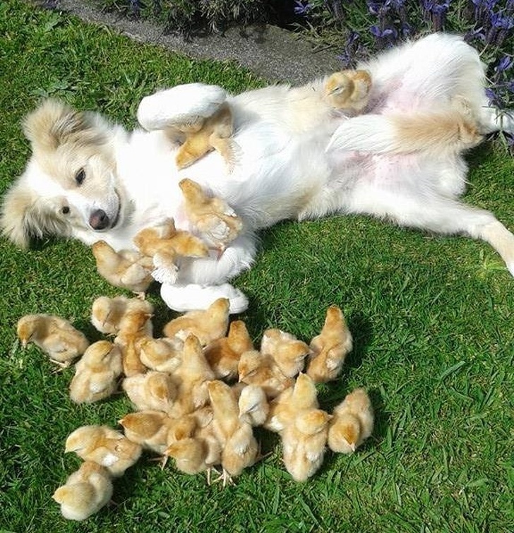 Фотография: Как мило! 10+ детенышей животных, которые не дадут вам грустить №7 - BigPicture.ru