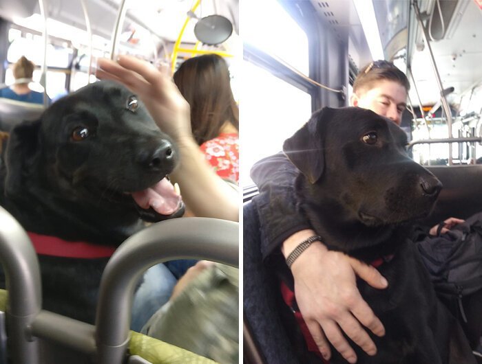 Фотография: Собака самостоятельно ездит в парк на автобусе и пользуется проездным №4 - BigPicture.ru