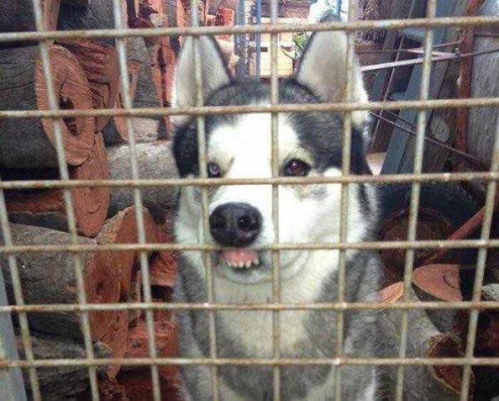 Фотография: Собаки-зубаки: эти смешные зубастики поднимут вам настроение! №3 - BigPicture.ru
