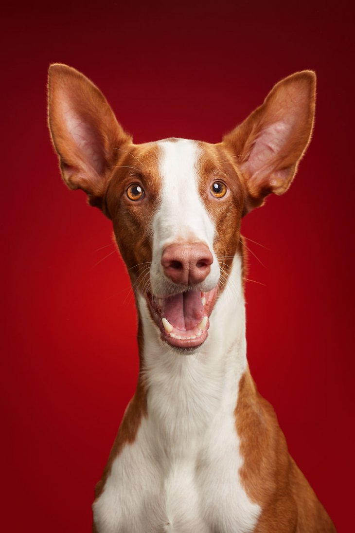 Фотография: 17 удивительных портретов собак от Александра Хохлова №3 - BigPicture.ru