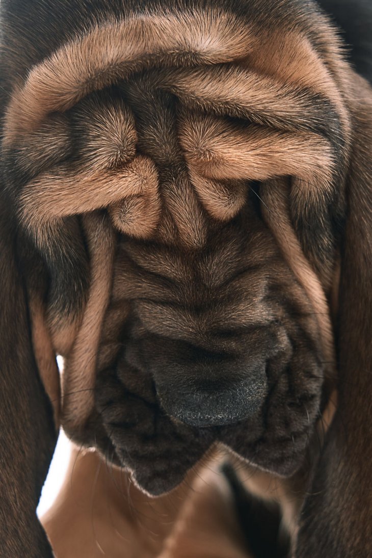 Фотография: 17 удивительных портретов собак от Александра Хохлова №7 - BigPicture.ru