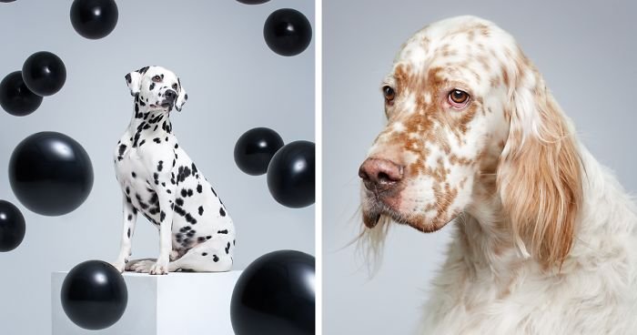 Фотография: 17 удивительных портретов собак от Александра Хохлова №1 - BigPicture.ru